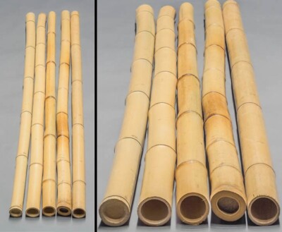 Bambusrohr Moso Bambus gelblich gebleicht, Durch. 6,8- 8cm, Lnge 200cm |  eBay.de