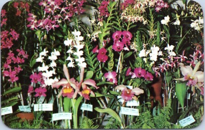 Postcard Hawaiian Orchids