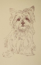 Yorkshire Terrier Dog Breed Art Print #36 Kline will add dogs name free. GIFT