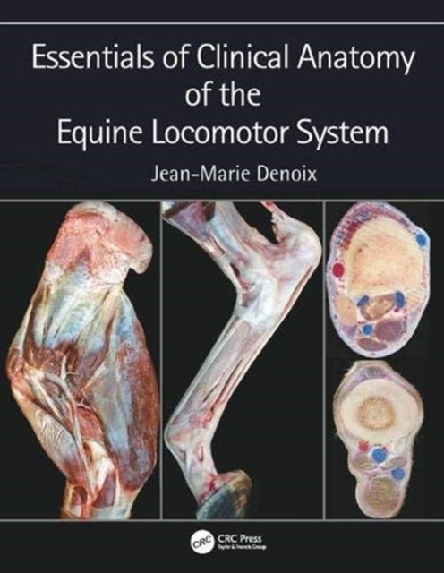 Essentials of Clinical Anatomy of the Equine Locomotor System by Jean-Marie... - Image 6
