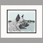 Norwegian Elkhound Dog Original Art Print 8x10 Matted to 11x14