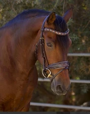 Halter Ego Aspen Snaffle Cob With Flash And Reins