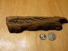 Potomac Bark Style Driftwood Aquarium Reptile Decor Insect Taxidermy 2024-016