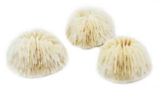 Set of 3 White Mushroom Corals Home Decor 1-2" Nautical Coastal Beach Crafts 
