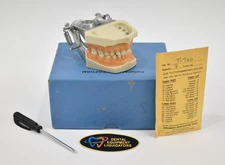 Dental Typodont Columbia Dentoform Pediatric Model # NR761 / NR762 Educational