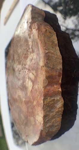 Lastra di legno pietrificato 308 grammi/entrambi i lati lucido, anello corteccia/bellissimo esemplare - Foto 4 di 14