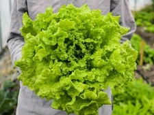 1000 BLACK SEEDED SIMPSON LETTUCE SEEDS ~ heirloomseedguy ~ 2026 ~ NON-GMO