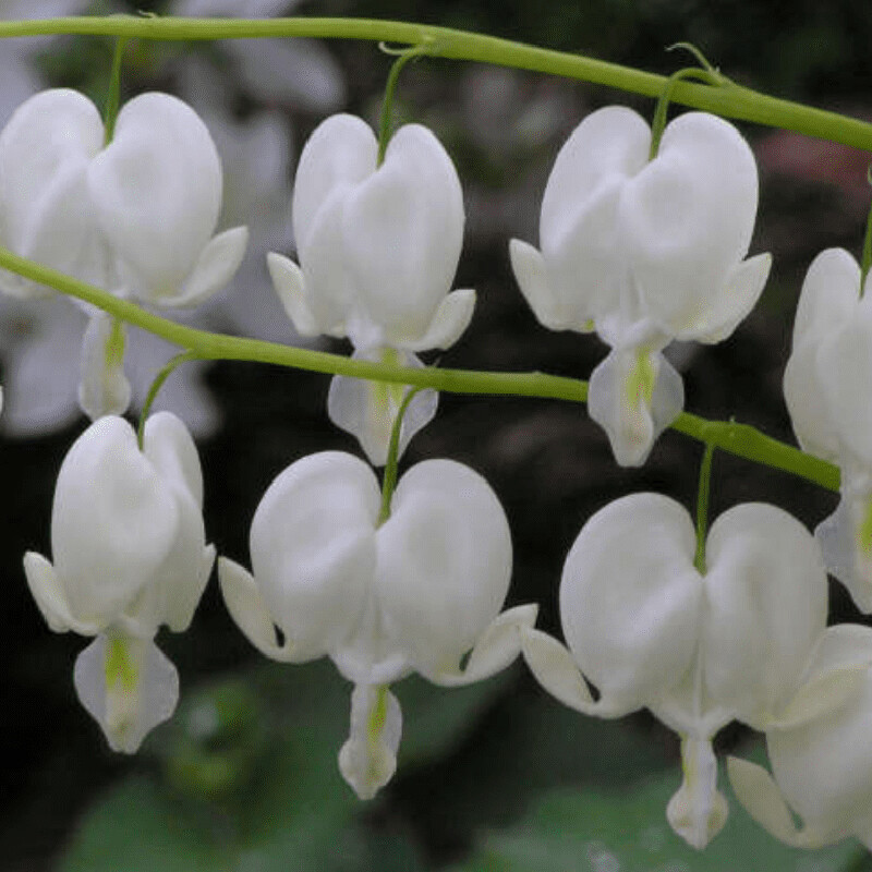 20 BLEEDING HEART Old Fashioned Dicentra Formosa Shade Flower Seeds