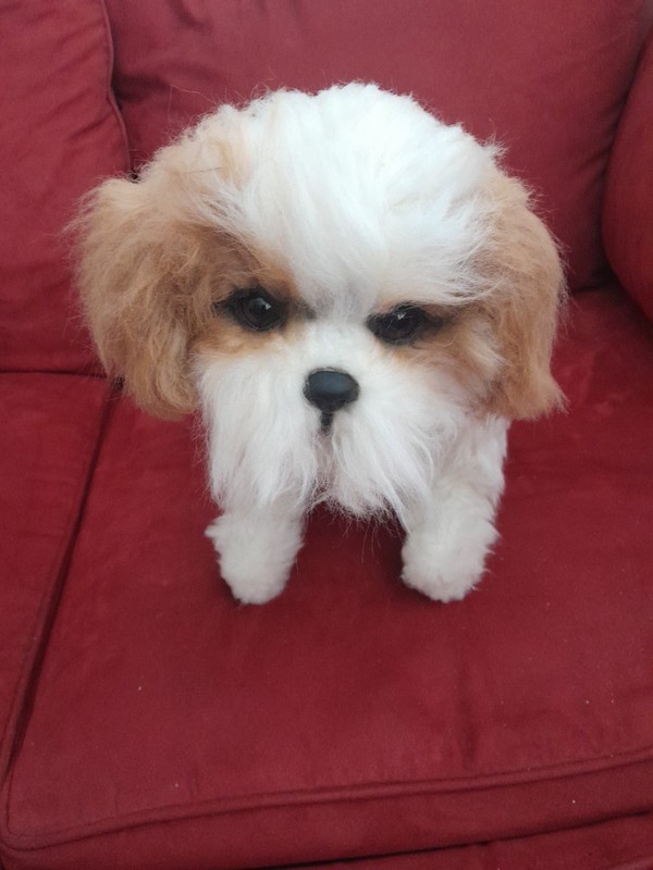 Àrtist Realistic Shih Tzu Puppy Dog 