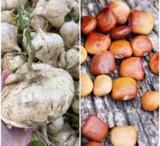 20+ Jicama Seeds |True Mexican Yam Bean Turnip Potato  I Free Seeds included