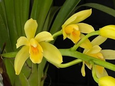 Cymbidium canaculatum x Devon  1 Gallon Pot