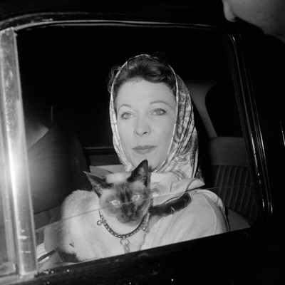 Actress Vivien Leigh a Siamese cat look through a car window June - Old Photo
