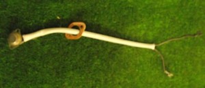 WÄSCHETROCKNER White Knight CL431WV Thermostat