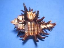 Chicoreus cichoreum  Gmelin,1791 "DARK BROWN"  (83.4mm)