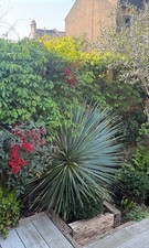 Large mature yucca rostrata - 4ft