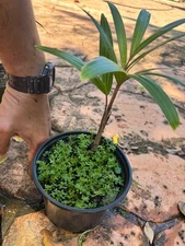 Live FoxTail Palm Tree 10 inches Tall 