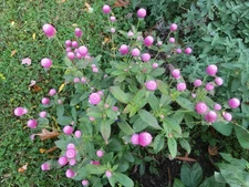 50 pink Gomphrena Globosa Globe Amaranth seeds * organically grown * FREE S/H