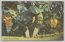 Vintage Linen Florida Banana Tree Postcard Tichnor Bros 1930-45