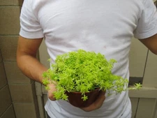 Sedum japonicum Tokyo Sun Succulent