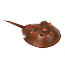 Chinese Horseshoe Crab Action Figure Model Toy Realistic Ocean Toys for Kids