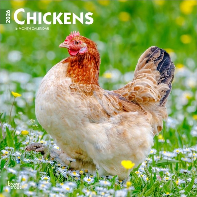 Chickens 2026 12 X 24 Inch Hanging Monthly Square Wall Calendar  CALENDAR
