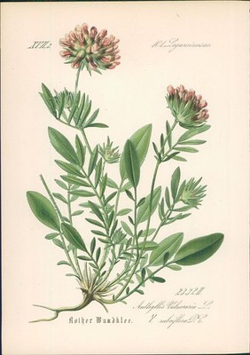 Chromolithographie : Roter Wundklee. Anthyllis Vulneraria L. var. rubriflora DC.