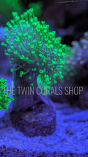 Neon Green Japanese Weeping Willow Coral 2" inch Attached to Frag Plug