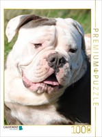 Calvendo Puzzle Englische Bulldogge | 1000 Teile Lege-GrößE 64 × 48 Cm Foto-Puzz