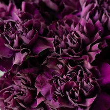 Grenadin King of Blacks Carnation Seeds | Free Shipping | Flower Seeds | 1250