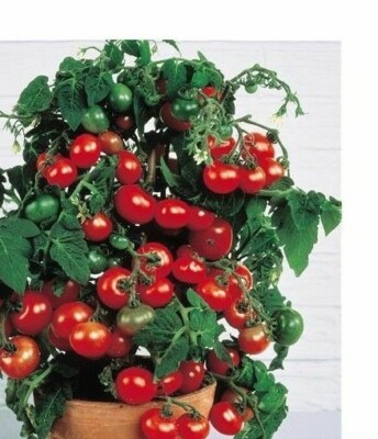  10  Tomatensamen  TINY TIM rote Balkontomate   Tomaten   Samen  Tomaten