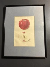 Stayman Winesap Apple 1902 Antique USDA Fruit Lithograph Print Framed Botanical