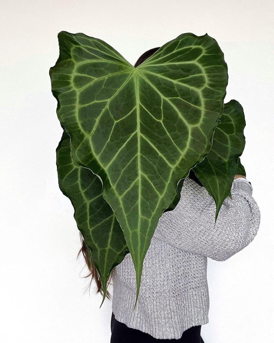 Anthurium delta force デルタフォース