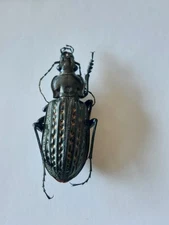 1 ex. Carabus clathratus ssp. stygius Carabidae, 