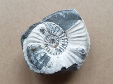 Amaltheus  gibbosus - Buttenheim - Lias delta - Ammonit - alte Sammlung