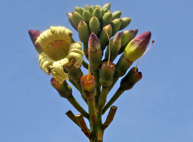Oroxylum indicum Broken Bones Tree Bignoniaceae - 20 Sementes | eBay