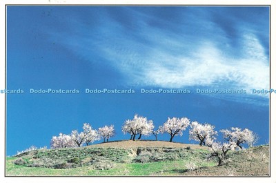 D268307 Alpujarra Almendros en Flor Cerro Negro Richard Kut