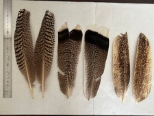 Turkey tail quill mottled 2 pairs O'Zack mottled goose quill 1 pair