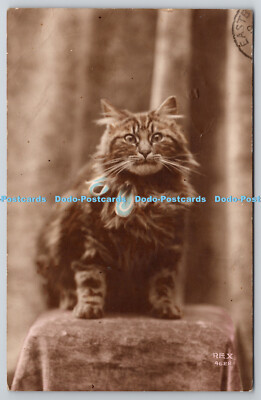 R761010 Dunkle Katze Made in Franc R E X 1915