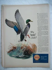VTG 1948 Original Magazine Ad Print Shell Gas Gasoline Why Band a Duck
