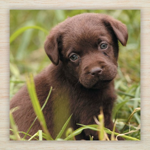 Tarjetas de Cumpleaños - Labrador & Retriever Perros Cachorros Lotes Diseños para Ver - FREEPOST - Imagen 11 de 34