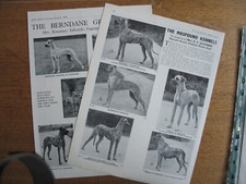GREAT DANE DOG BREED KENNEL CLIPPINGS  all from 1940s-1970s  x 35