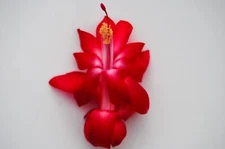 Christmas Cactus Starter Plant ~~Lipstick~~ Schlumbergera Truncata