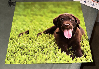 Chocolate Lab Folders. Staples Punch Folders 2 Pockets New Lot 2. New W ...