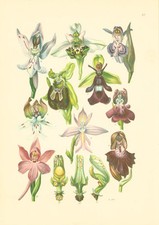 Ophrys Arachnites / Ragwurzen (Orchidee), von 1923