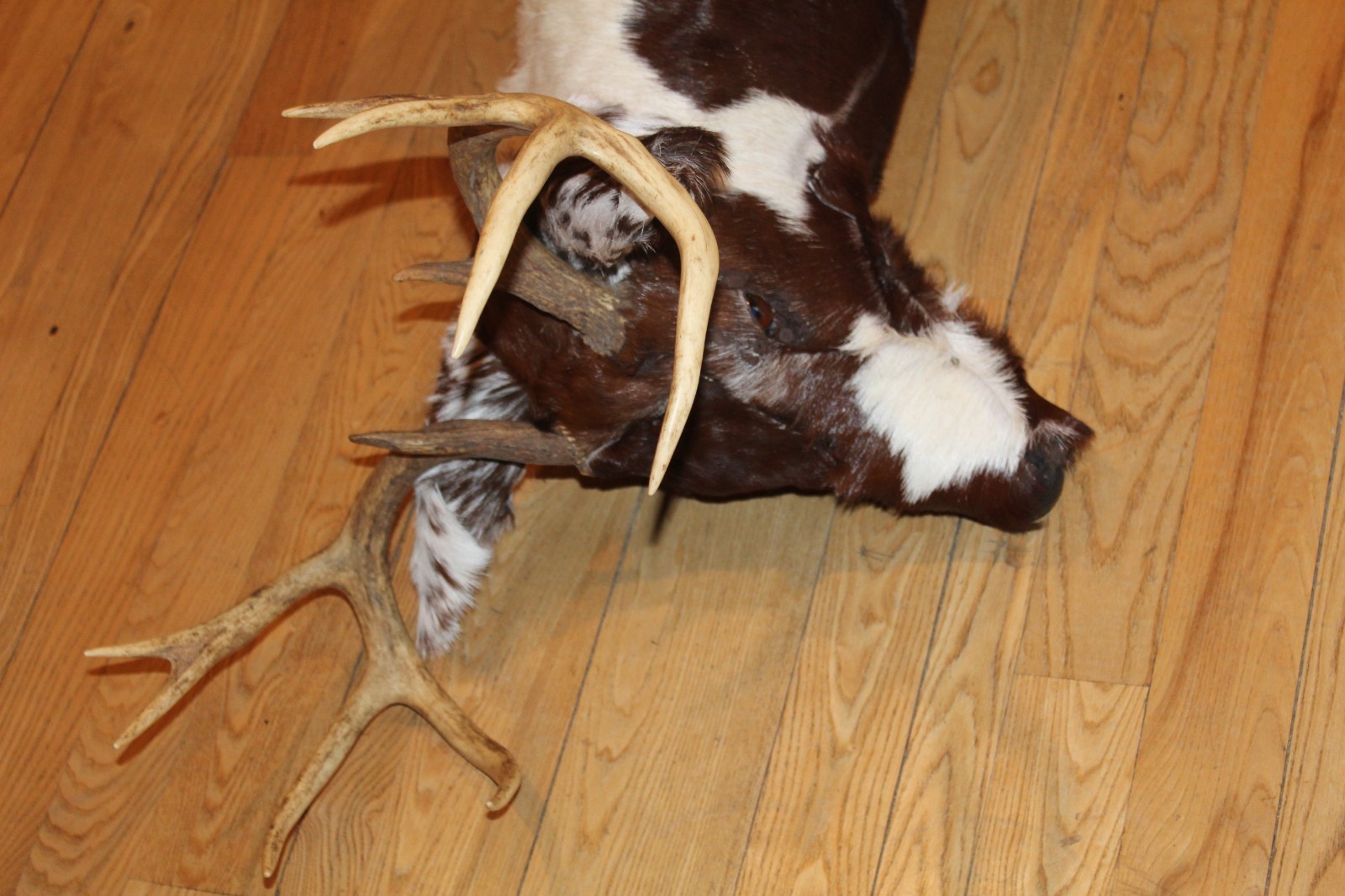 Fantasy Whitetail Deer Holstein Cow Head Shoulder Mount Taxidermy OOAK Novelty