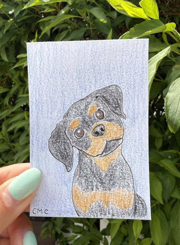 ACEO original art dog puppy Rotweiler animal black brown blue Cadi Christie