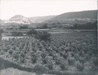 Rhone Valley c. 1910 - Cultures - NV 6849