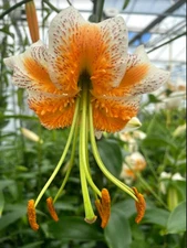 2 - Turk's Cap Lady Alice Lily Flower Bulbs - NEW - EXCELLENT POLLINATOR