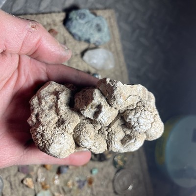 Prehistoric North American fossilize Coprolite