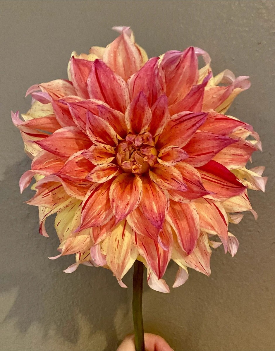 Maniac Dinnerplate Dahlia tuber, color is Orange/Yellow/Red 5